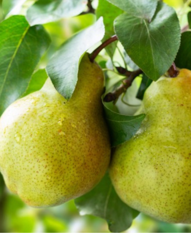 AMIRA damesparfum fles - moderne suggestieve geur Yodeyma