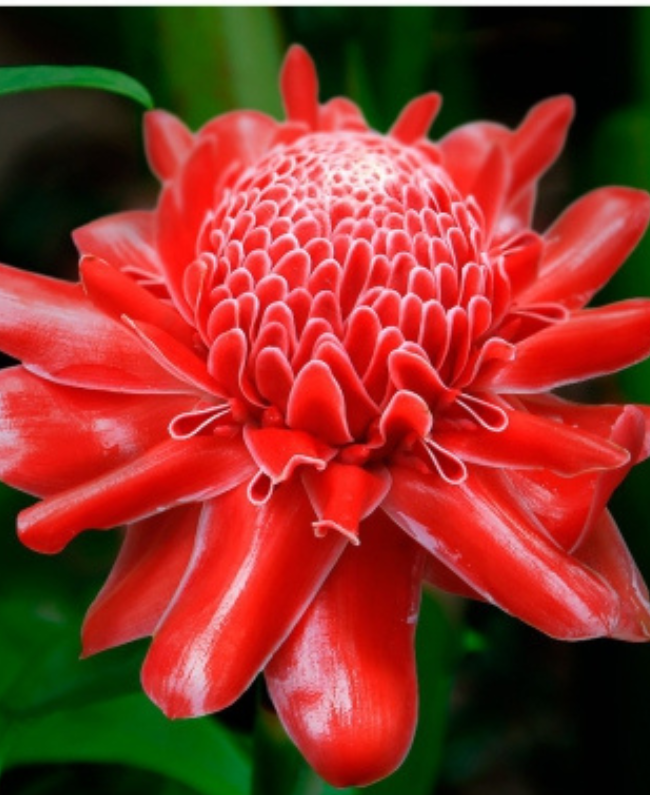 TEMIS damesparfum fles - oriëntale bloemige geur Yodeyma