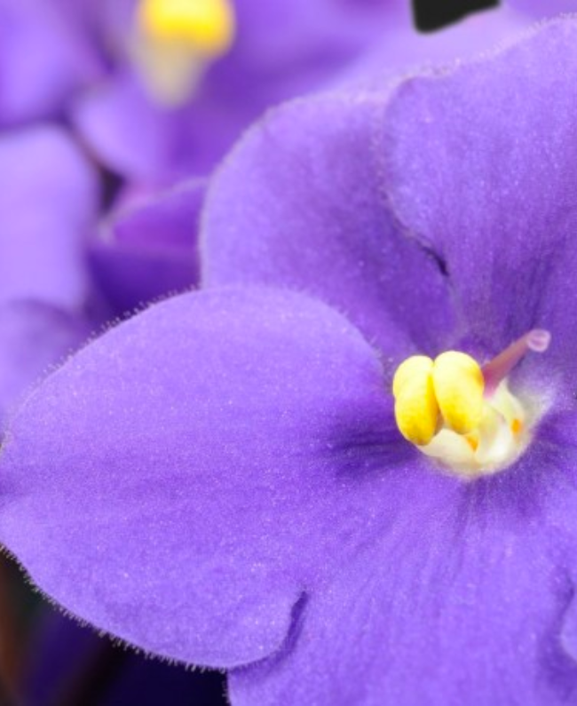 HARPINA parfum fles detail - bloemen fruitig geur geïnspireerd door J'adore